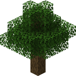 An oak.