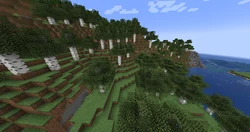Another view of the Birch Forest.