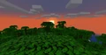 Sunset over jungle trees.