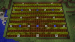 WheatFarmPatternAR8x81W2T