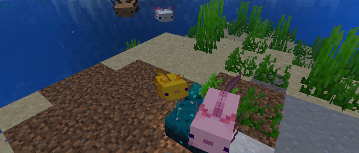 How to get blue axolotls in Minecraft 1.17 version