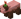 Muddy Pig