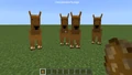 Four prototype camels looking at the player in Bedrock Edition.