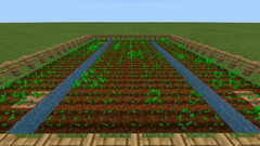 Growing Wheat Farm