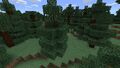 A pair of dying (vine covered) spruce trees in Pocket Edition.