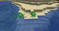 Tortues avec des oeufs de tortue sur une plage.
