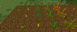 Melon stems of ages 1–15 on a modded version of 1.7.2, hence the melon stems using the melon top texture.
