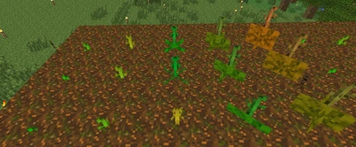 Melonstems