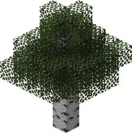  Birch