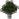 Birch