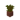 Potted Acacia Sapling JE4
