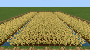 Grown Wheat Farm