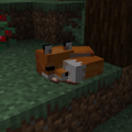 A sleeping fox with raw rabbit in its mouth