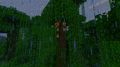 The first screenshot of cocoa pods tweeted by Jeb, which revealed the plants.