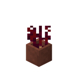 Potted Crimson Roots