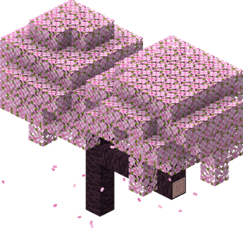 Pohon