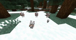 A family of wolves in a snowy plains biome as well as a kitten.