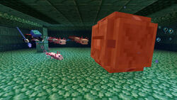 Axolotl Official Minecraft Wiki