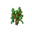 Oak Sapling JE7