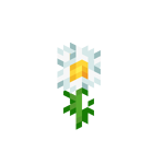 Oxeye Daisy JE7 BE2