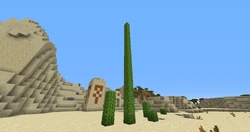 A natural nineteen-block tall cactus.[6]