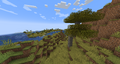 Acacia tree in a windswept savanna biome.