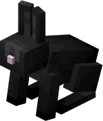 Black Rabbit