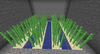 Underground Sugar Farm