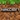 Bedrock Edition App Store icon 1