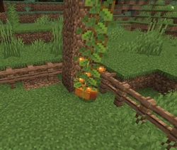 A fox under a glow berry vine.