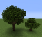 Oak Trees