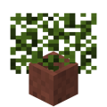 Potted Spruce Leaves.png