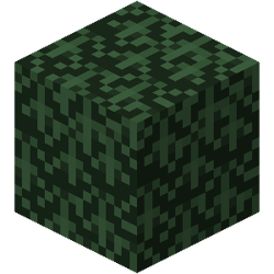 Spruce Leaves