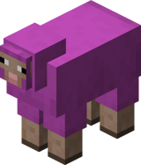 Magenta Sheep BE
