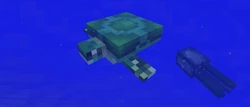 Turtle in early development.