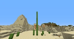 An unusually tall cactus in a desert.