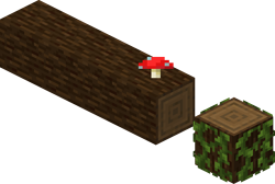 Spruce Fallen Log