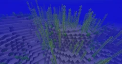 Multiple kelps.