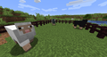 Four different colors of naturally spawning sheep: light gray, gray, brown, and black.