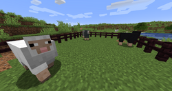 Coloured-sheep.png