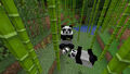 A group of pandas eating bamboo, shown at MINECON Earth 2018.