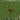 Potted Oak Sapling BE