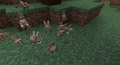 Baby rabbits.