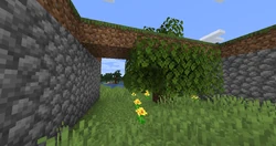 Sometimes, trees can grow through blocks placed by player.