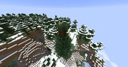 A spruce tree cut in half due to the height limit.