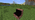 Brick Stairs (N) lighting bug
