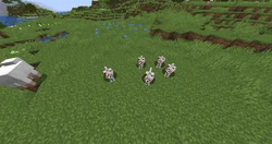 A group of begging tamed wolves.