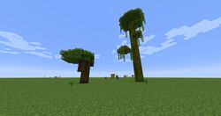 TIL that Podzol only spawns underneath the leaves of 2x2 trees in