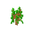 Oak Sapling JE2