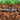 Pocket Edition icon 3